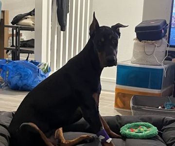 Santa Clarita Animal Urgent Care and Wellness Center