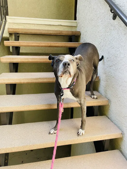 Santa Clarita Animal Urgent Care and Wellness Center 2