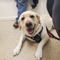 Sierra Veterinary Clinic ico