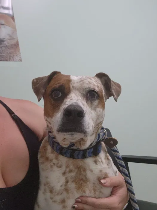 Sand Canyon Animal Hospital 6