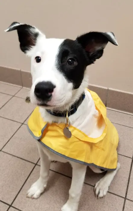 All Pets Medical Centre 4