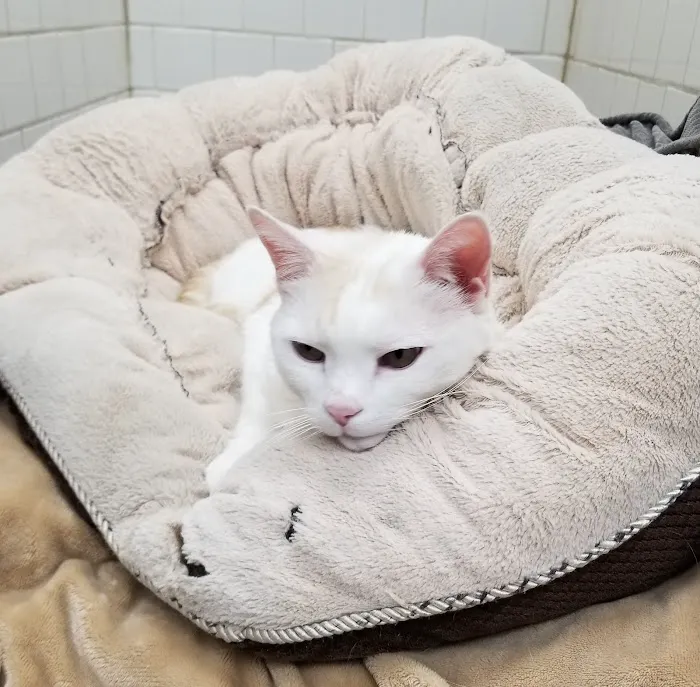All Pets Medical Centre 3