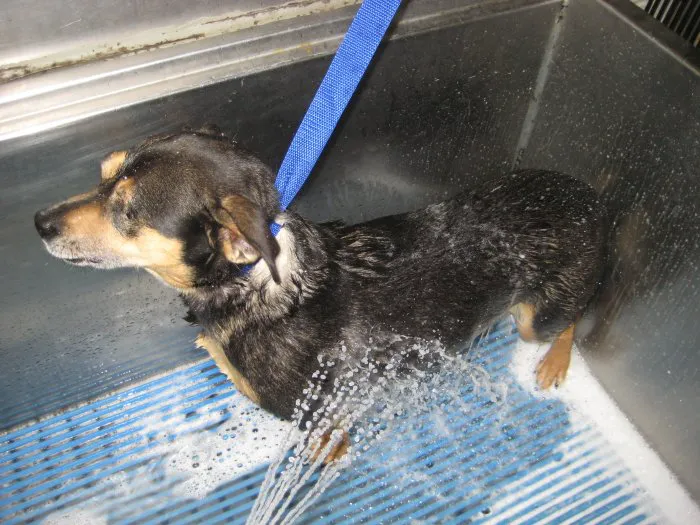 VCA Parkwood Animal Hospital 7