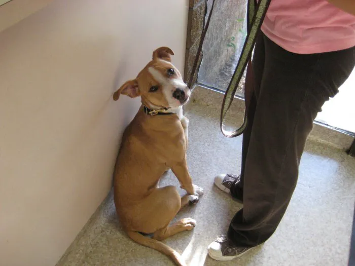 VCA Parkwood Animal Hospital 1