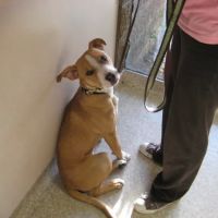 VCA Parkwood Animal Hospital ico