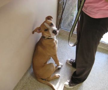 VCA Parkwood Animal Hospital