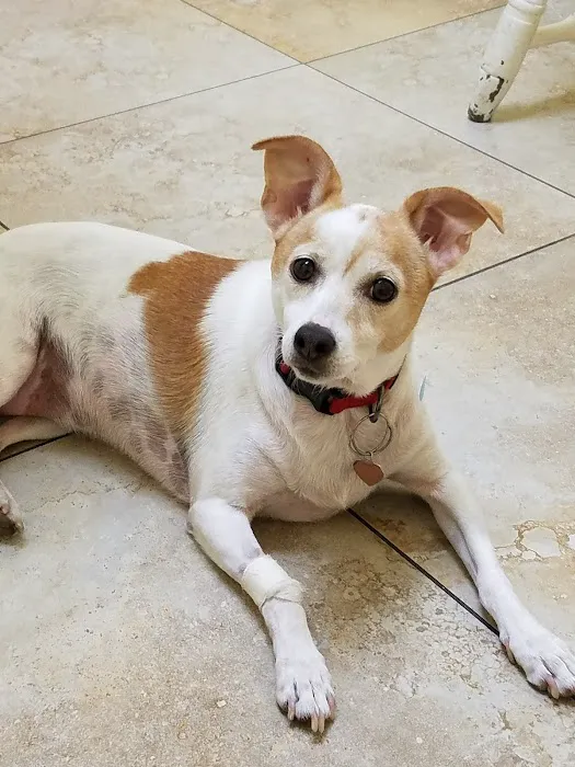 Fallbrook Veterinary Clinic 7