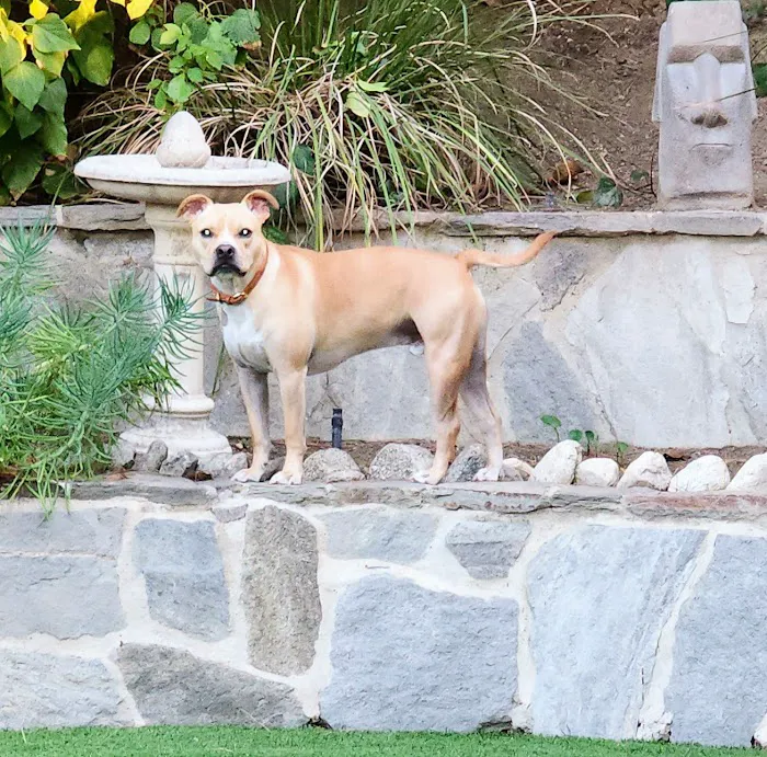 Southern California Veterinary Hospital & Animal Skin Clinic 5