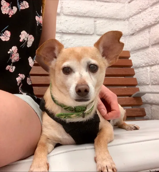 Southern California Veterinary Hospital & Animal Skin Clinic 1