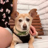 Southern California Veterinary Hospital & Animal Skin Clinic ico