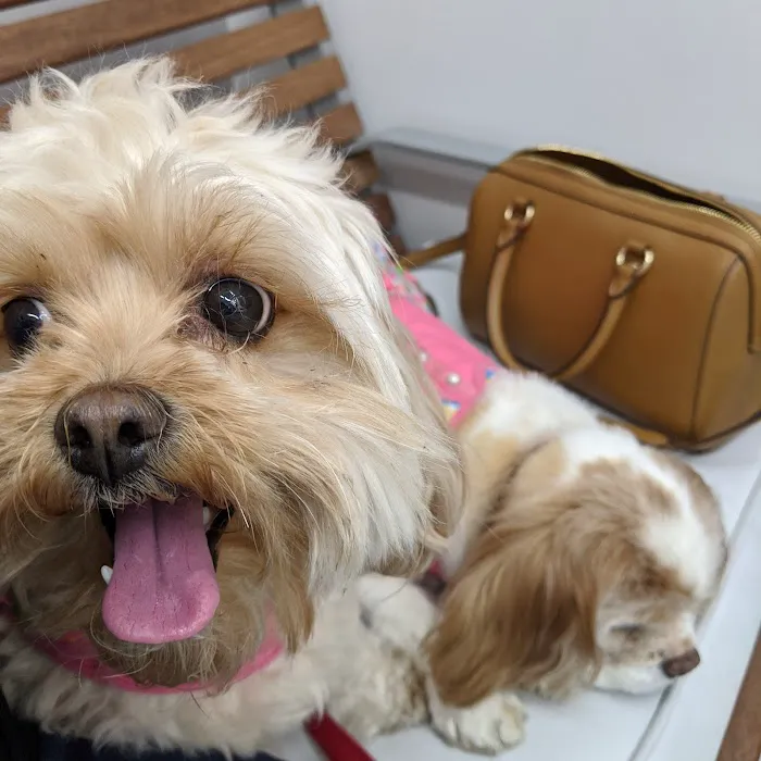 Southern California Veterinary Hospital & Animal Skin Clinic 6