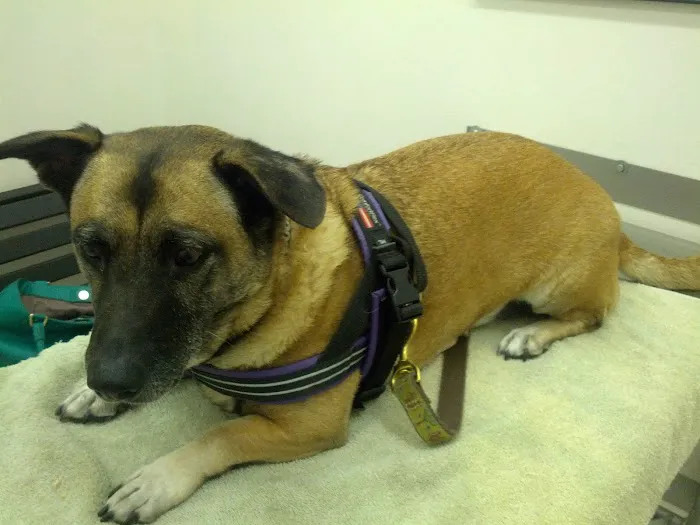 Southern California Veterinary Hospital & Animal Skin Clinic 9