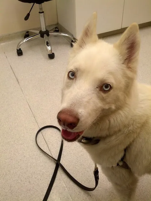 Southern California Veterinary Hospital & Animal Skin Clinic 4