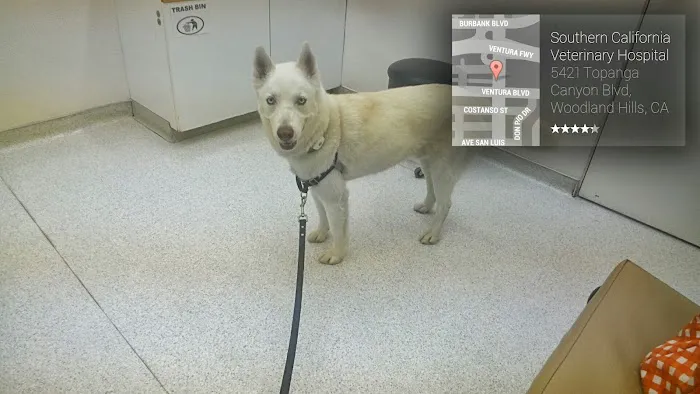 Southern California Veterinary Hospital & Animal Skin Clinic 3