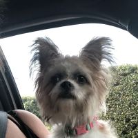 West Hills Animal Hospital ico