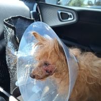 VCA Veterinary Specialists of the Valley ico