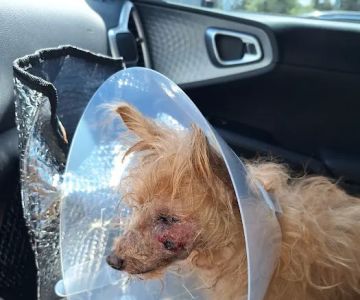 VCA Veterinary Specialists of the Valley