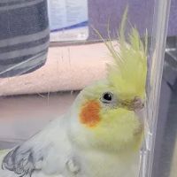 West Valley Pet Clinic ico