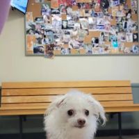 Veterinary Medical Center of Woodland Hills ico