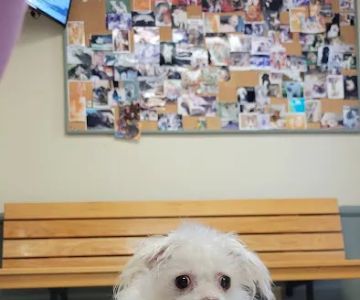 Veterinary Medical Center of Woodland Hills