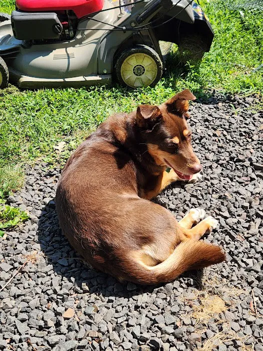 Hampden Veterinary Clinic 4