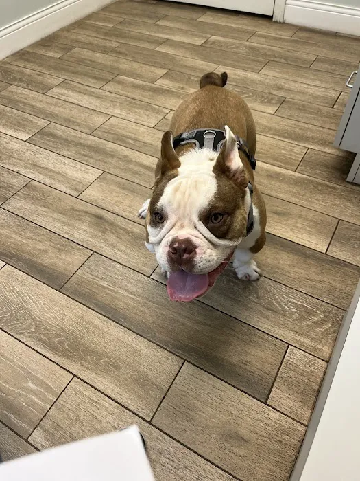 Wilbraham Animal Hospital 1