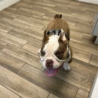 Wilbraham Animal Hospital ico