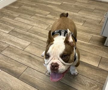 Wilbraham Animal Hospital