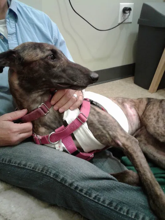 South Amherst Veterinary Hospital 4