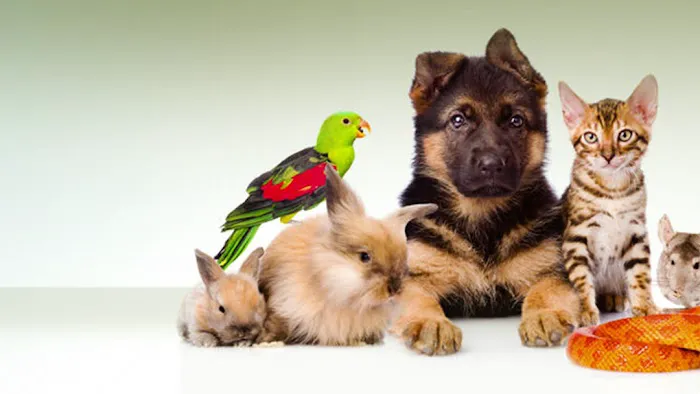 South Amherst Veterinary Hospital 1