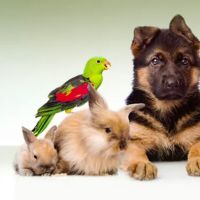 South Amherst Veterinary Hospital ico