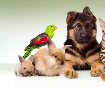 South Amherst Veterinary Hospital