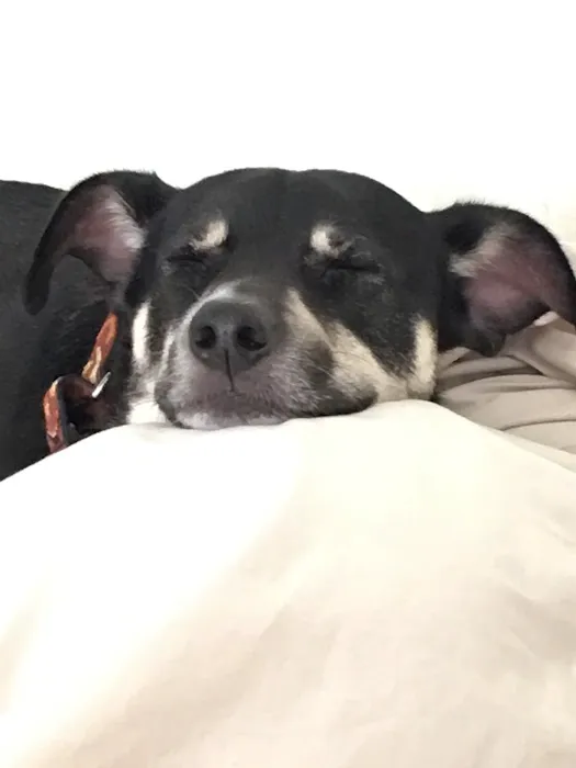 Family Veterinary Center 6