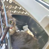Williamsburg Animal Clinic ico