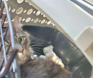 Williamsburg Animal Clinic