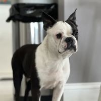 Belchertown Veterinary Hospital ico