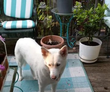 PetVet Vaccination Clinic