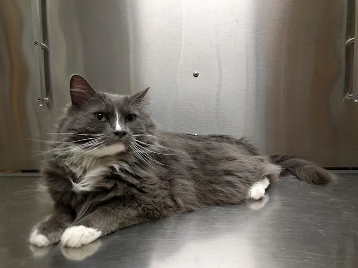Valley Veterinary Hospital 10