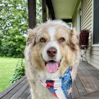 Landau Veterinary Services ico