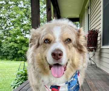 Landau Veterinary Services