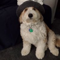 Westbrook Veterinary Hospital ico