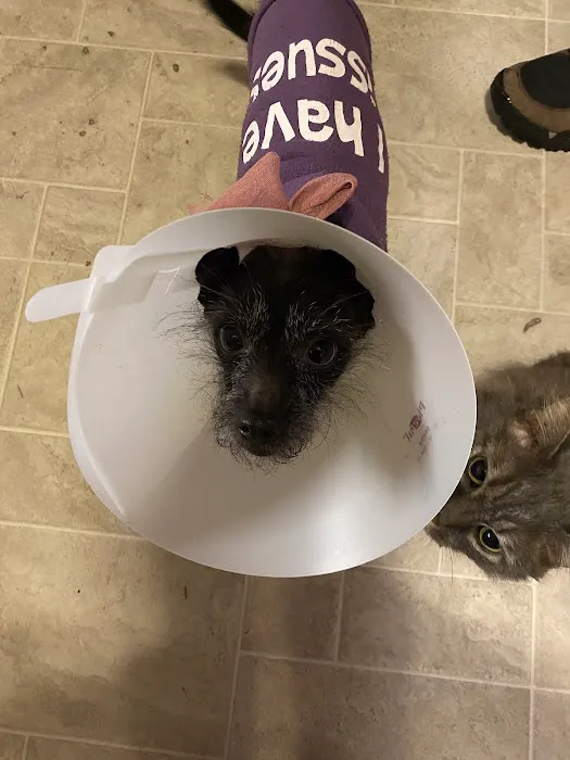 Hampshire Veterinary Hospital 5