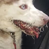 Hampshire Veterinary Hospital ico