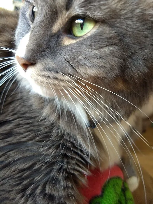 Hampshire Veterinary Hospital 4