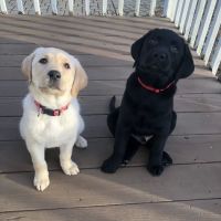 Ellington Center Animal Clinic ico
