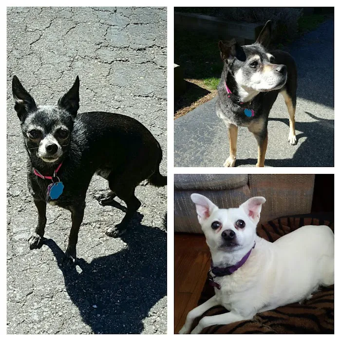 Ellington Center Animal Clinic 9