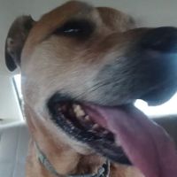 Four Town Veterinary Hospital ico