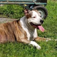 River Road Veterinary Center ico