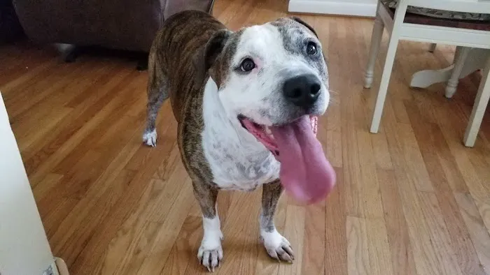 River Road Veterinary Center 2