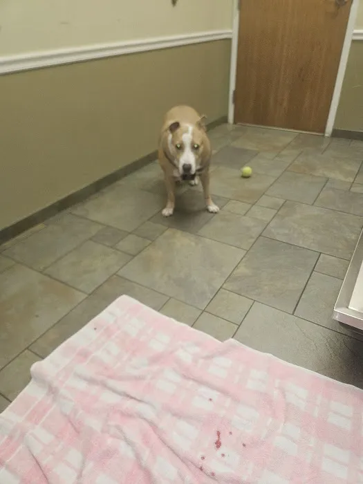 River Road Veterinary Center 8
